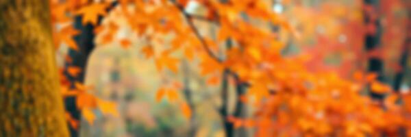 Vibrant autumn foliage creates a colorful backdrop in a serene park during a sunny afternoon photo