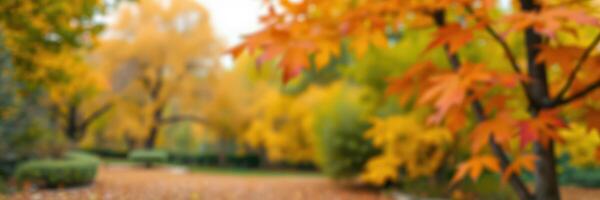 Vibrant autumn foliage creates a picturesque landscape of orange and yellow leaves in a serene park setting photo