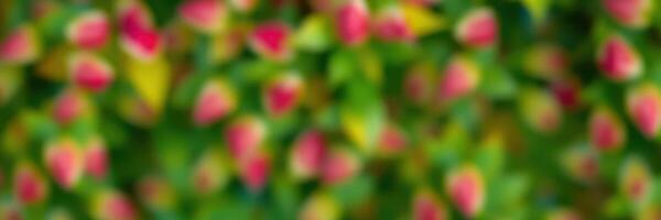 Lush greenery and vibrant pink blooms create a serene natural setting in a garden during springtime photo