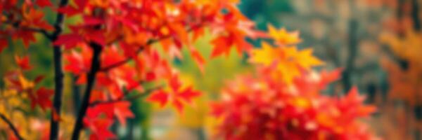 Vibrant autumn foliage displays rich reds and yellows in a serene natural setting during the fall season photo