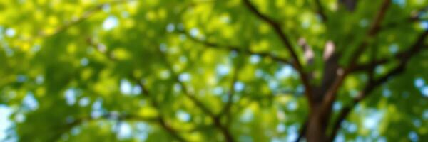 Lush green foliage illuminated by sunlight filtering through a vibrant canopy in an outdoor setting during daytime photo