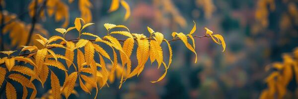 Bright yellow leaves hanging from a branch in a serene forest during autumn season photo
