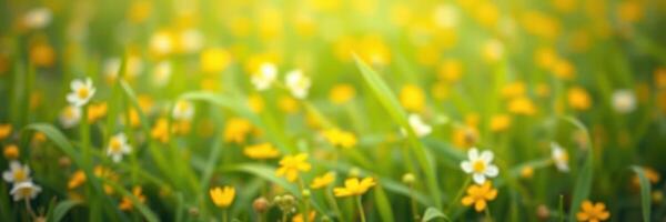 Colorful wildflowers bloom in a lush, sunlit meadow during springtime photo