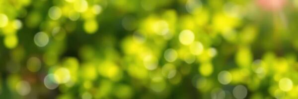 Soft green bokeh background created by sunlight filtering through leaves in springtime photo