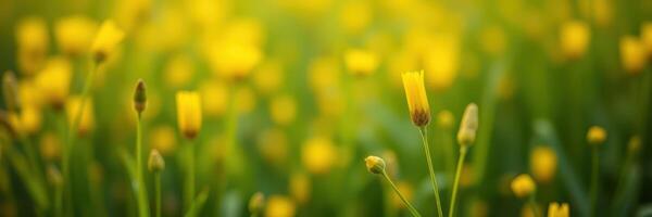Bright yellow wildflowers bloom in a sunny meadow during springtime photo