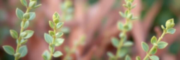 Close-up of vibrant green leaves growing amidst soft pink foliage in a serene garden setting during daylight hours photo
