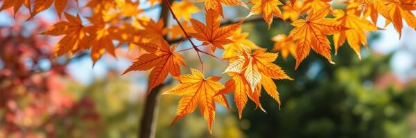 Vibrant orange maple leaves in autumn sunlight create a stunning natural display in a peaceful park setting photo