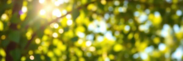 Sunlight filters through lush green leaves in a tranquil forest setting during a bright afternoon photo
