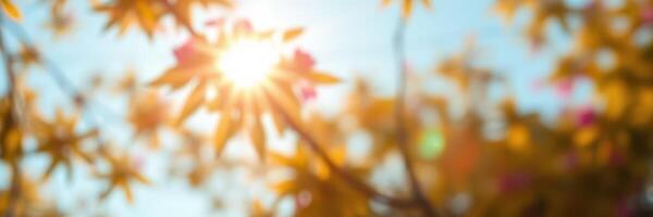 Sunlight filters through autumn leaves, creating a warm and serene atmosphere in a colorful landscape photo