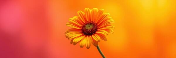 Bright orange flower stands out against a colorful blurred background in a vibrant garden setting photo