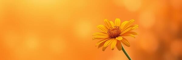 Bright yellow flower against a warm orange background captures the essence of a sunny day in a serene garden setting photo