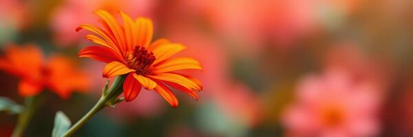 Bright orange flower blooming in a colorful garden during the warm afternoon sunlight photo