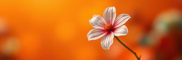 Bright flower blooming against a warm orange background in a serene garden setting photo