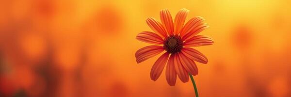 Orange flower blooming against a warm sunset background in a peaceful outdoor setting photo