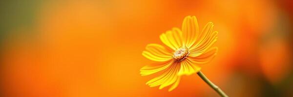 Vibrant yellow flower stands out against a warm orange backdrop during a sunny day in a garden setting photo