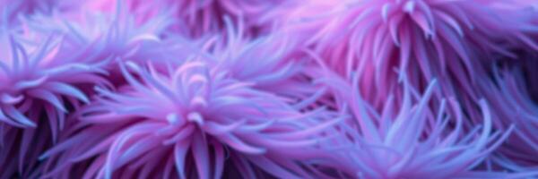 Colorful sea anemones thrive in vibrant underwater habitat during daylight hours near coral reef photo