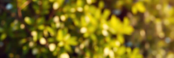 Sunlight filters through lush green leaves in a tranquil garden setting during the golden hour photo