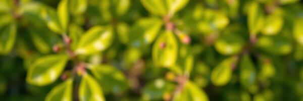 Lush green foliage captured in natural sunlight creating a vibrant atmosphere in a serene garden setting photo