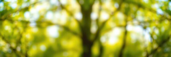 Nature in vibrant green hues showcasing blurred foliage during a sunny day in a lush forest photo