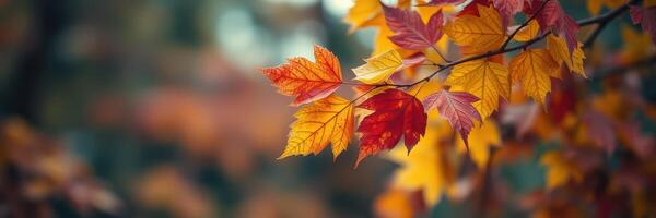 Vibrant autumn leaves display shades of orange, red, and yellow in a serene natural setting during fall season photo