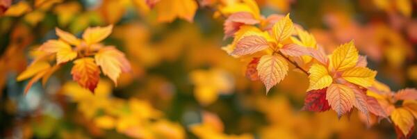 Autumn leaves display vibrant colors in a serene forest setting during the fall season photo