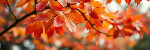 Vibrant autumn leaves changing colors against a blurred background in a tranquil natural setting photo