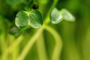Young green sprout of micro green on blurred background photo