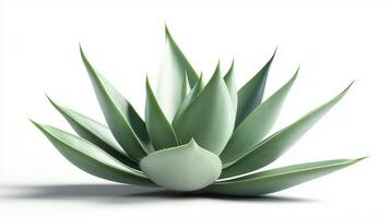 Succulent plant thriving in minimalistic setting, showcasing its vibrant green leaves and unique structure while creating a serene atmosphere photo