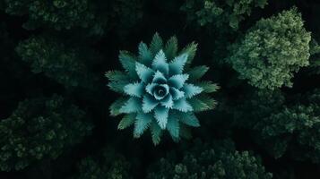 Aerial view of a unique conifer tree surrounded by dense forest vegetation in a natural setting photo