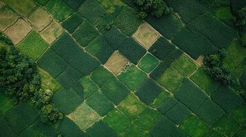 Vibrant green fields create a striking patchwork from an aerial perspective in a rural area photo