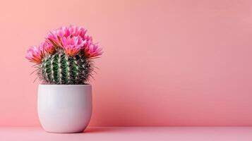 Bright pink flowers bloom atop a cactus in a sleek white pot set against a soft pink backdrop photo