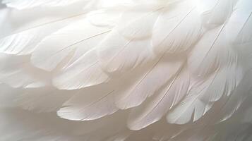 Delicate white feathers display intricate patterns and textures illuminated softly by natural light photo