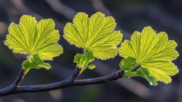 Bright green leaves grow on a slender branch in the warm light of spring, highlighting natures renewal photo