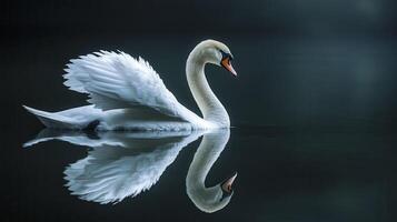 A graceful swan gliding across a serene lake at dawn, reflecting its beauty on the calm water surface photo