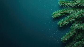 Christmas tree branches on a dark background photo