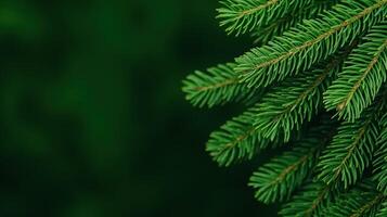 Lush Green Fir Tree Branches Close-Up as Nature Background for Winter and Christmas Themes with Vibrant Needle Detail photo