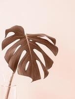 Mocha Mousse - color of the year 2025. Close up of monstera leaf , Minimal floral composition photo