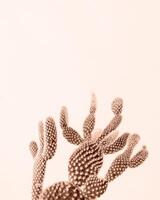 Mocha Mousse - color of the year 2025. Closeup of cactus , Minimal floral composition photo