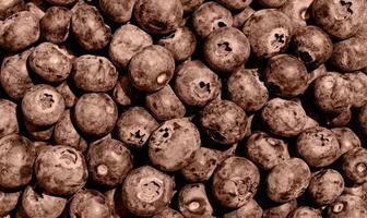 Mocha Mousse - color of the year 2025. Blueberries texture toned photo