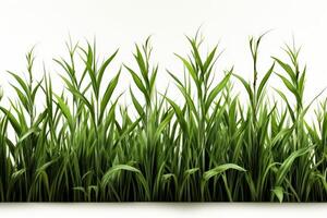 A green grass field with a white background photo
