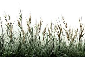 A field of tall grass with some green leaves photo