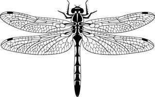 Detailed Dragonfly Illustration for Nature and Design Projects vector