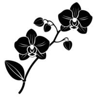Branch with Two Orchid Flowers vector