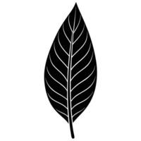 Thin Elongated Leaf Silhouetted with Sharp Details vector