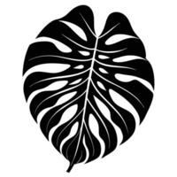 Curved Monstera Leaf Silhouetted with Dramatic Cutout vector