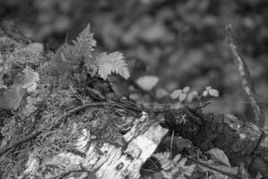 Black and white photograph of a bird on a tree stump photo