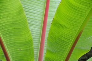 A close up of a banana plant with red stripes photo