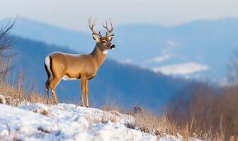 A deer stands on a snowy hillside with mountains in the background photo