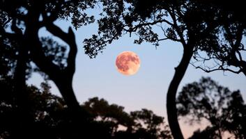 A full moon is seen through trees photo