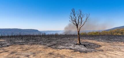 A dead tree in the middle of a burnt field photo